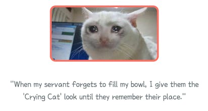 MeowTalk gallery image