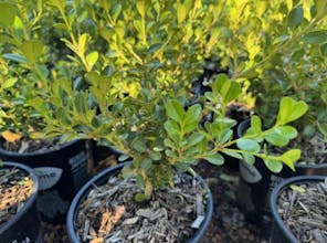 PlantArk gallery image