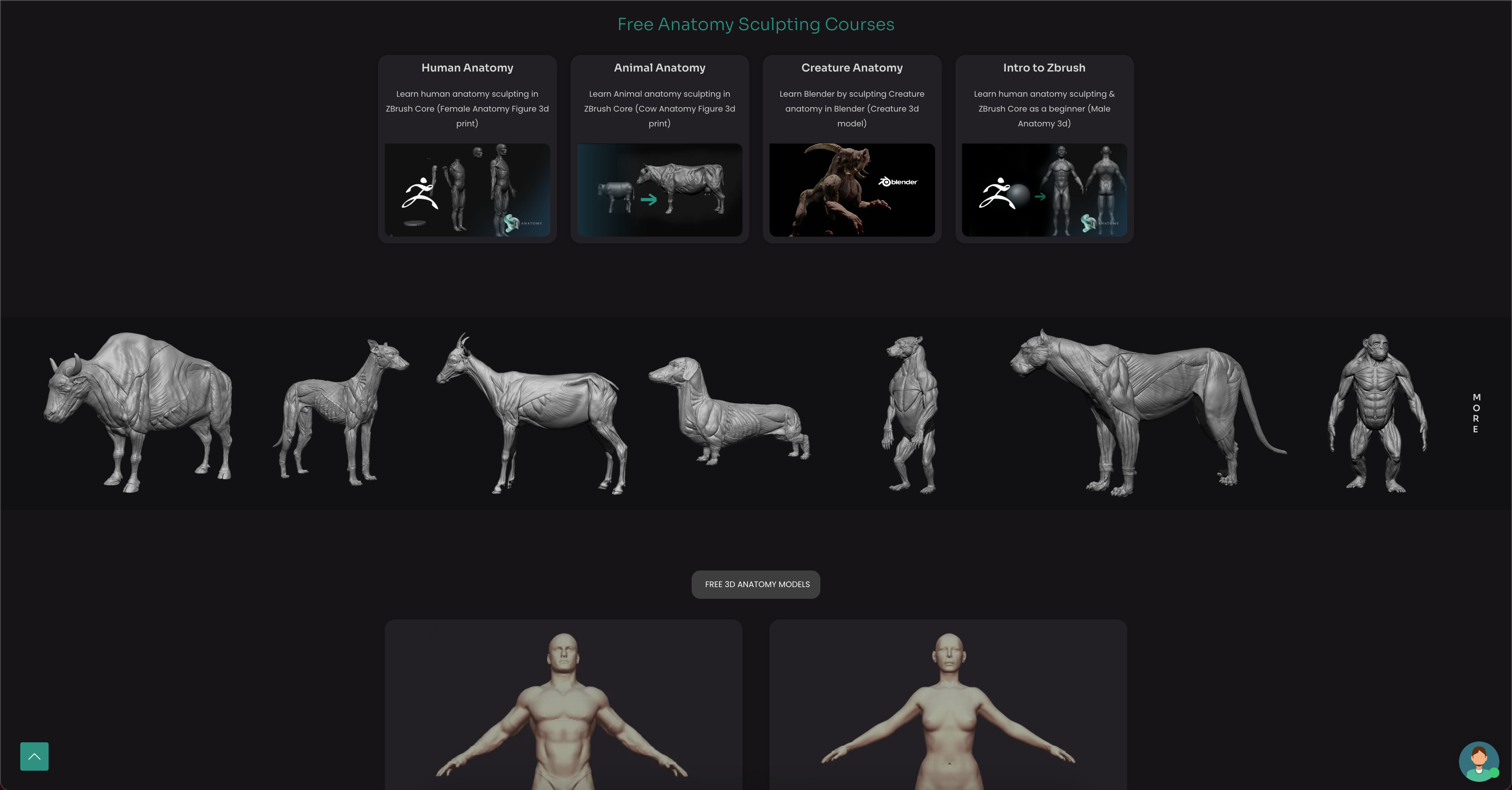 SA Anatomy gallery image