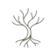 Roots