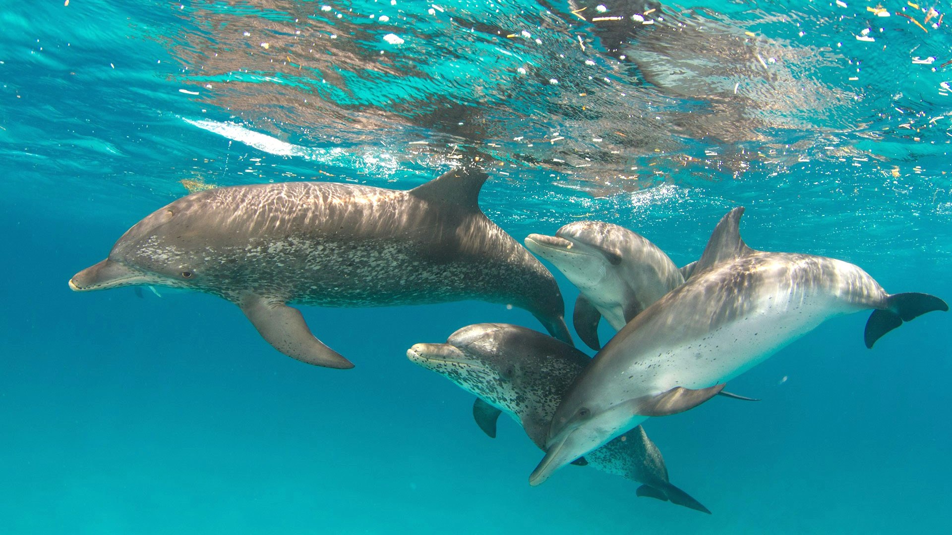 Toured gallery image