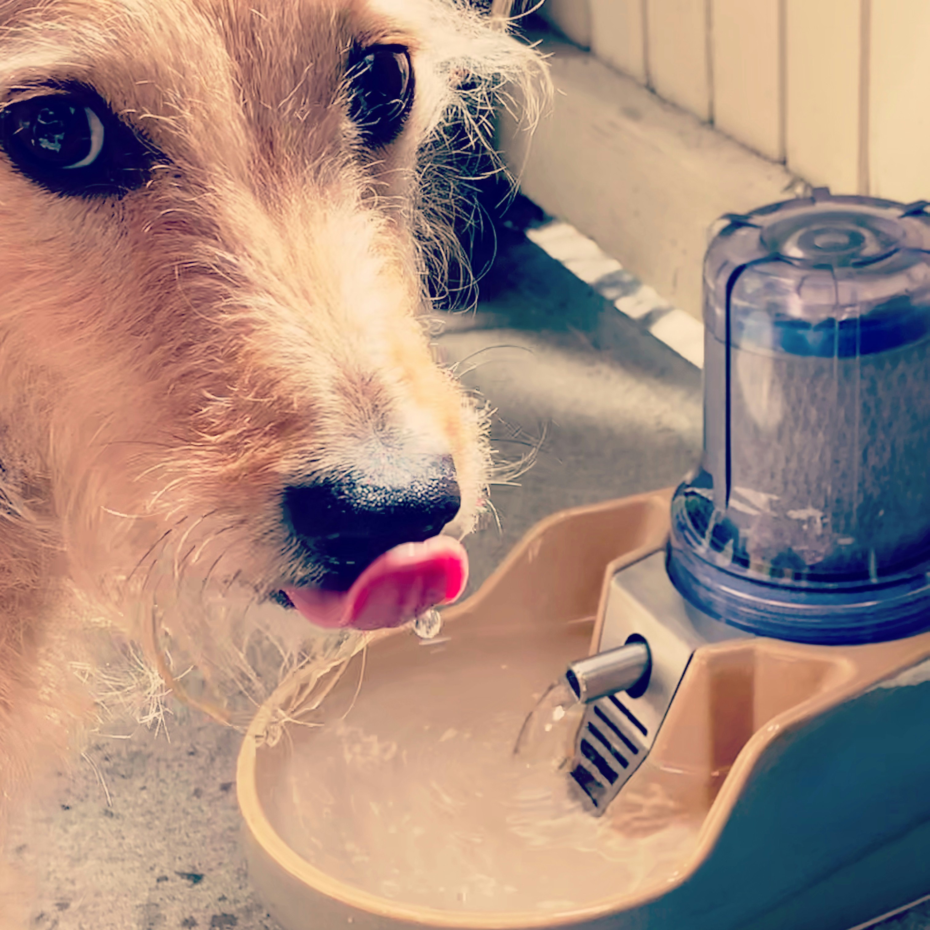LaikaBowls - Cat and Dog Fountains gallery image