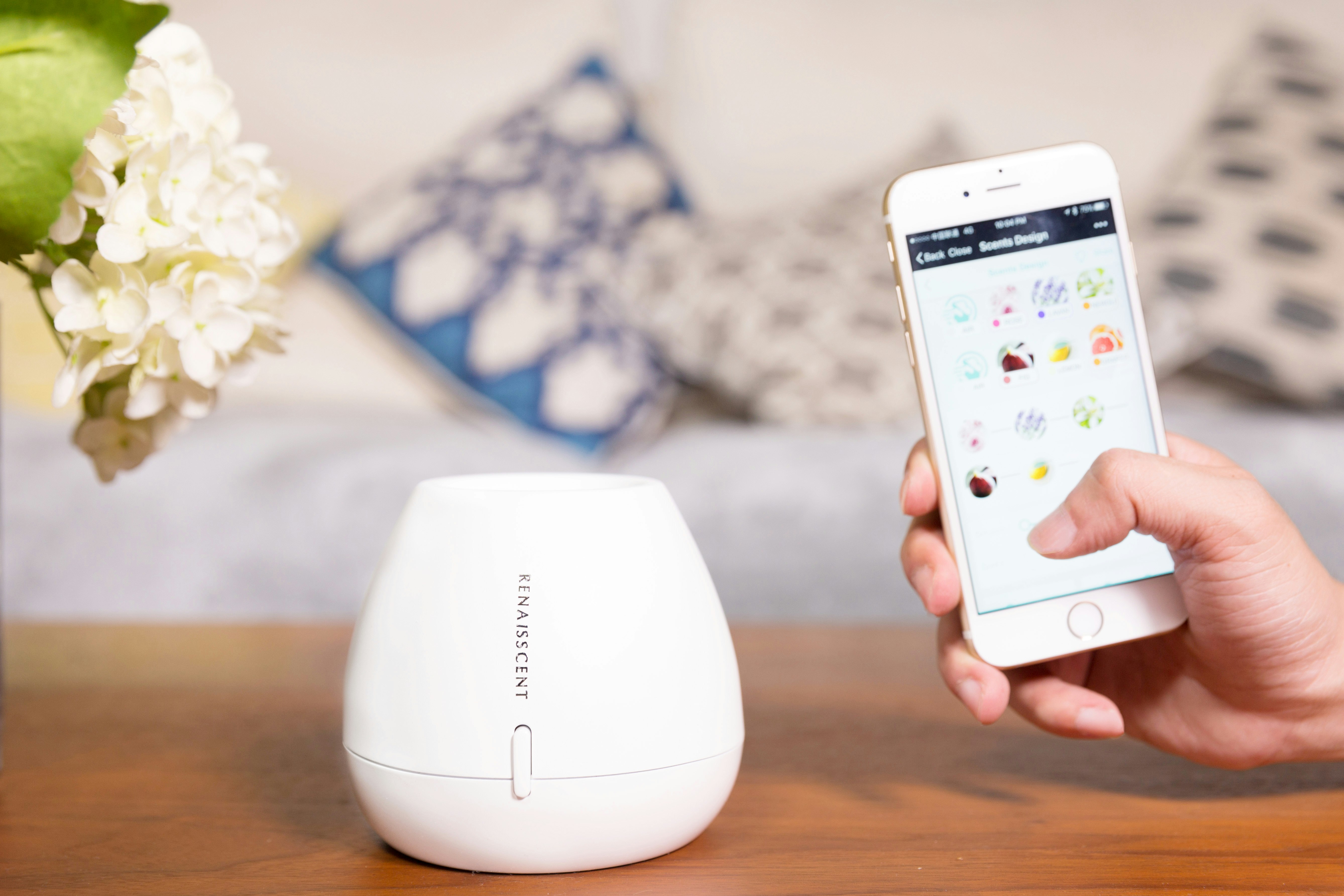 Renaisscent gallery image