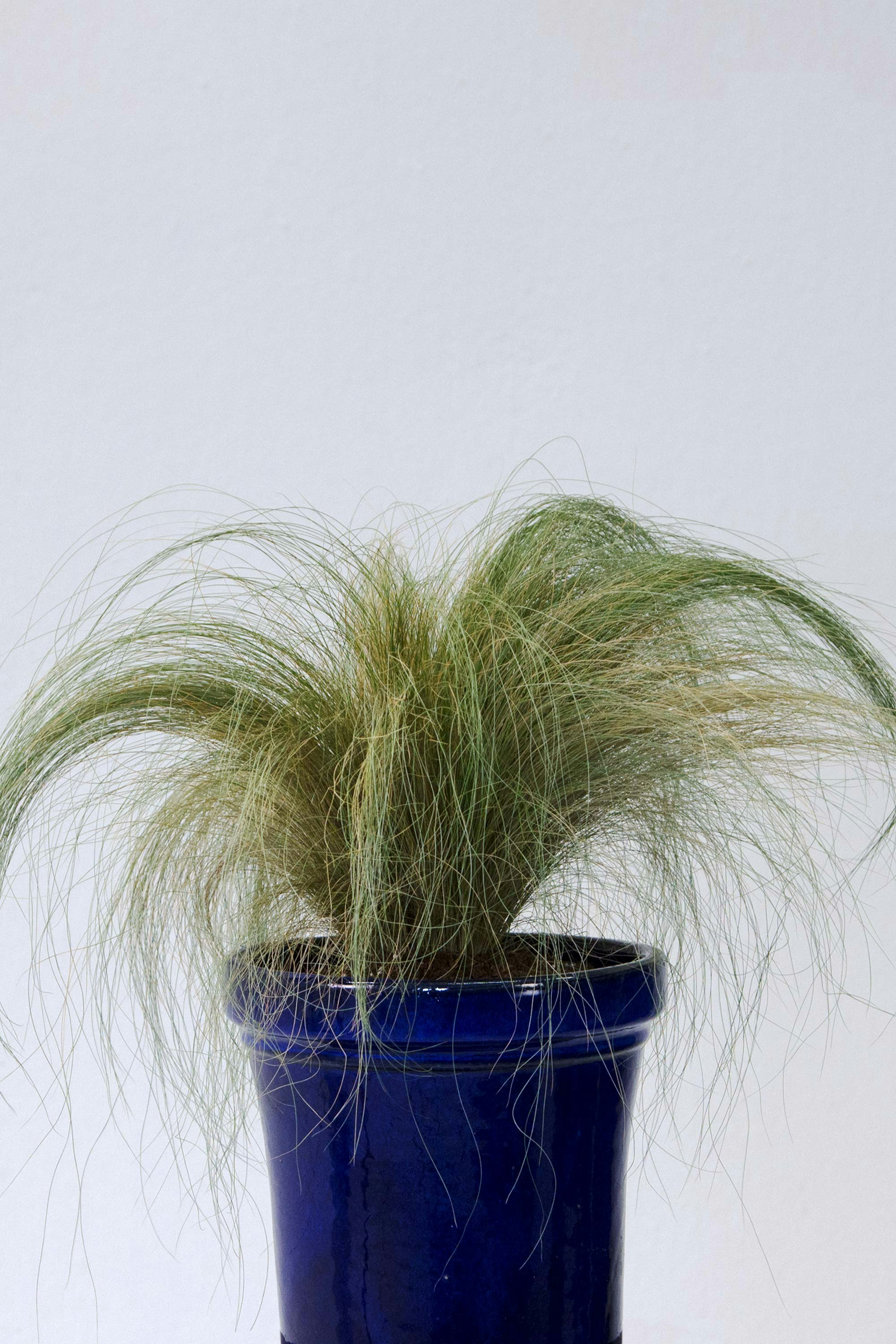 Slightly Browning Fake Plants gallery image