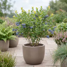 Open Plant Data gallery image