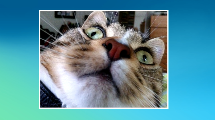 Candid Catmera gallery image