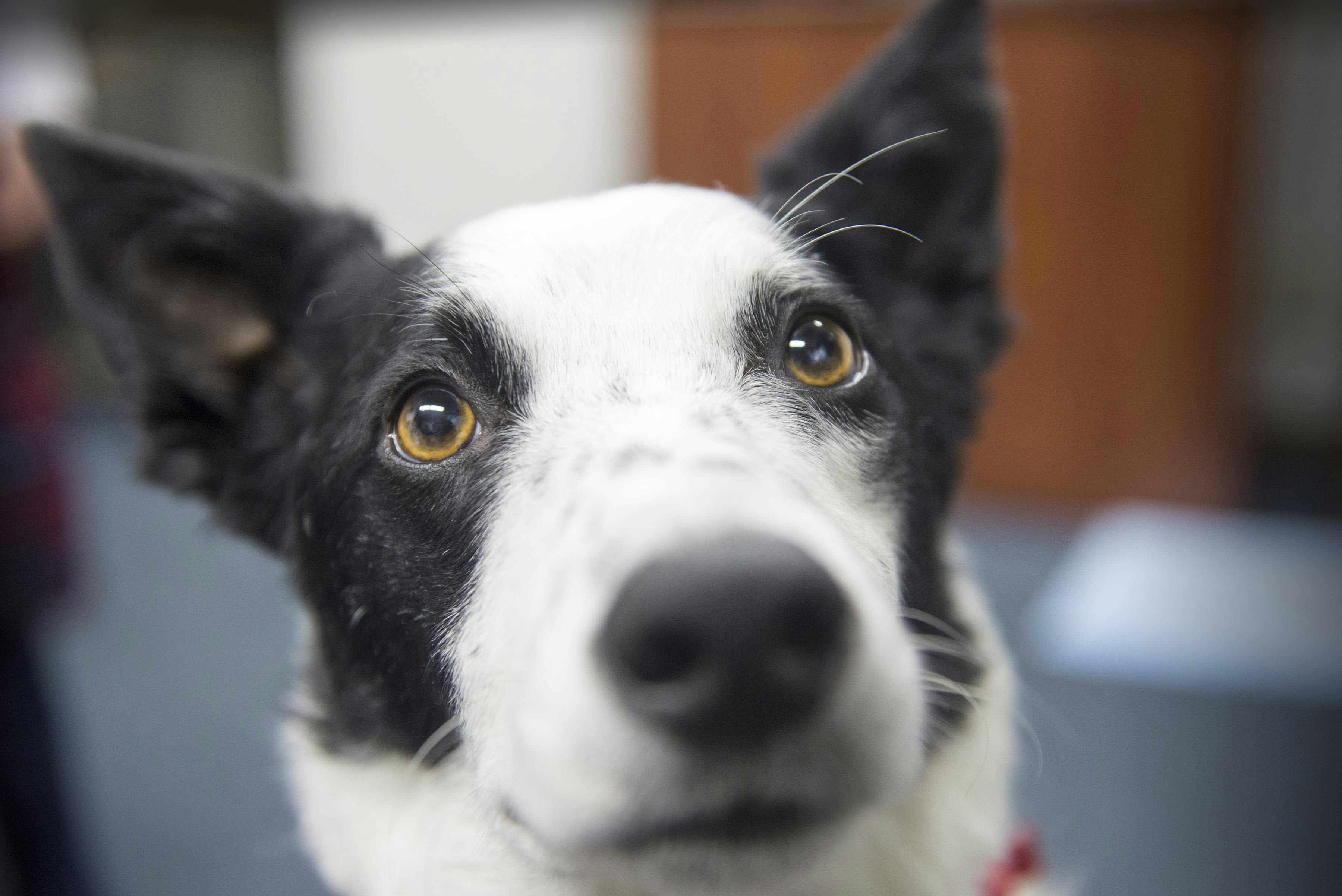 Real ESA Letter gallery image