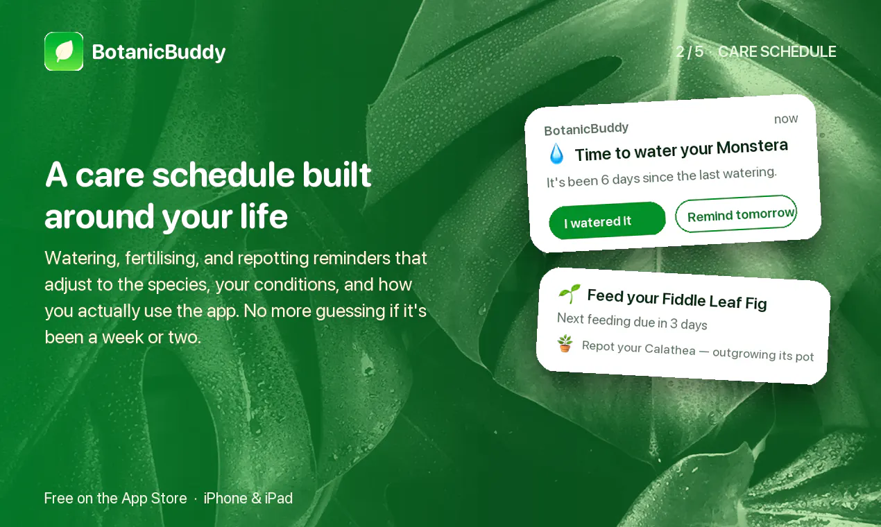 Botanic Buddy - Plant Identification App gallery image