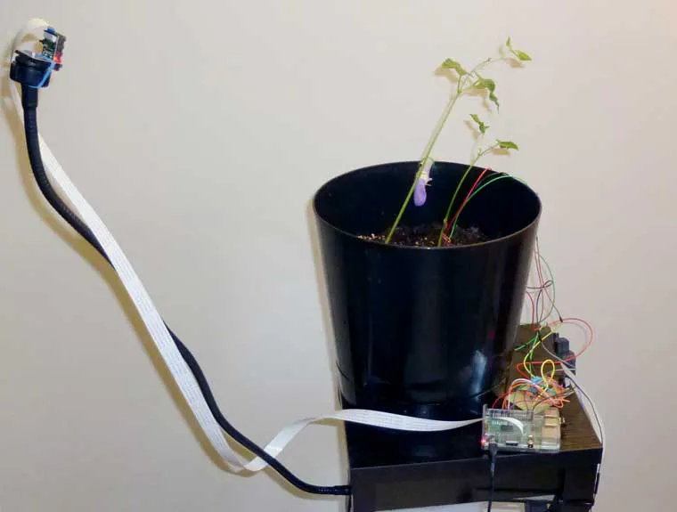 GreenPiThumb