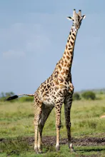 Africantrust Safari gallery image