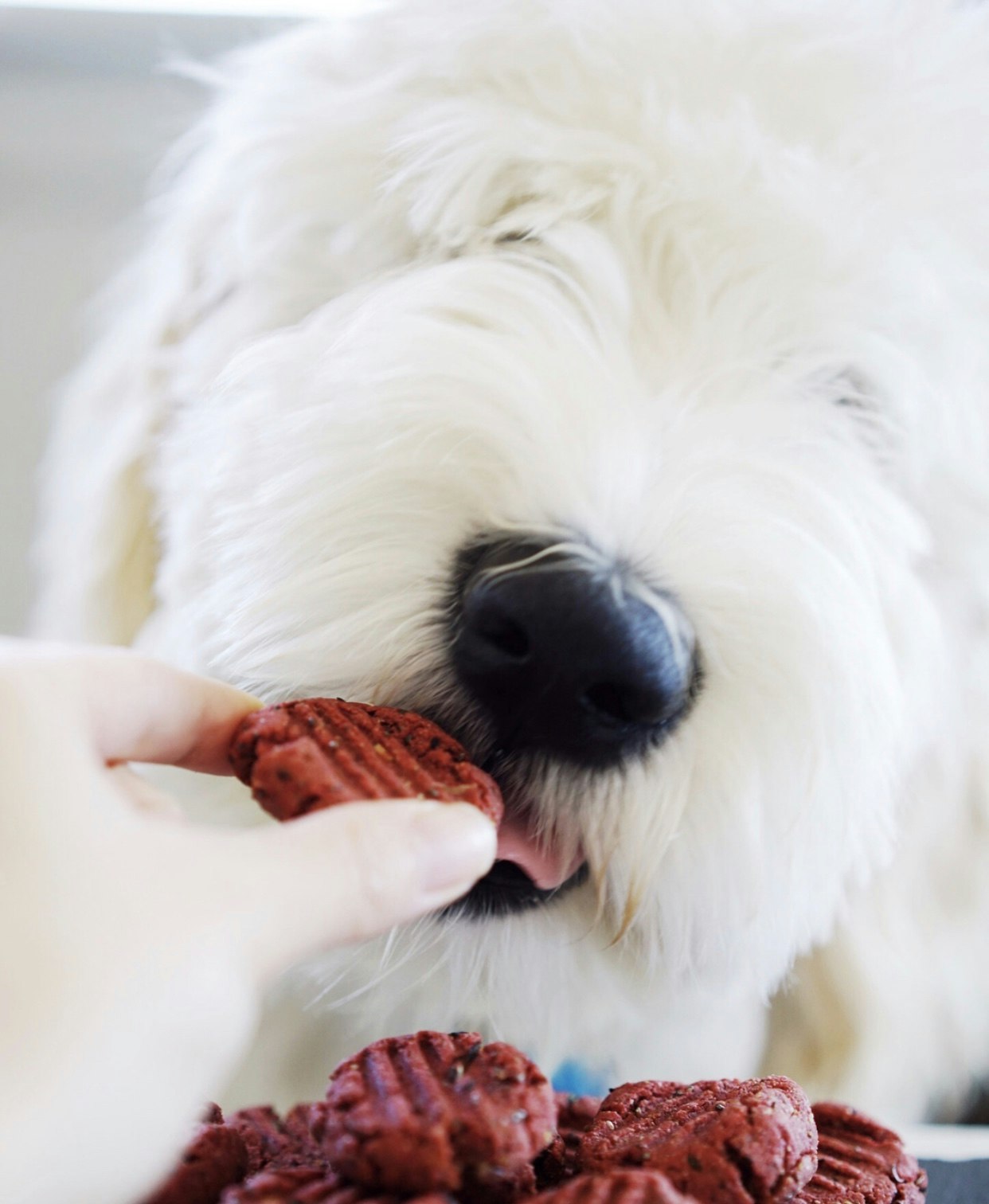 Wagadō gallery image