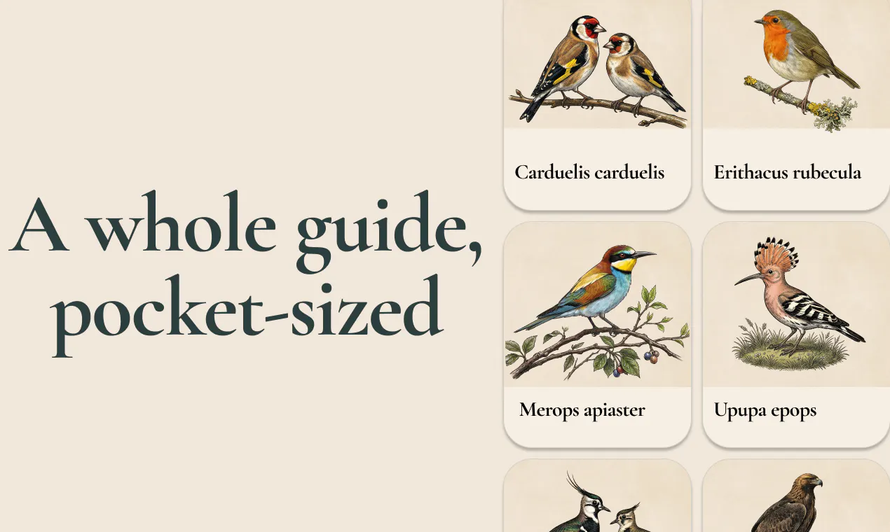 Aves ID - Bird Identifier for Europe gallery image