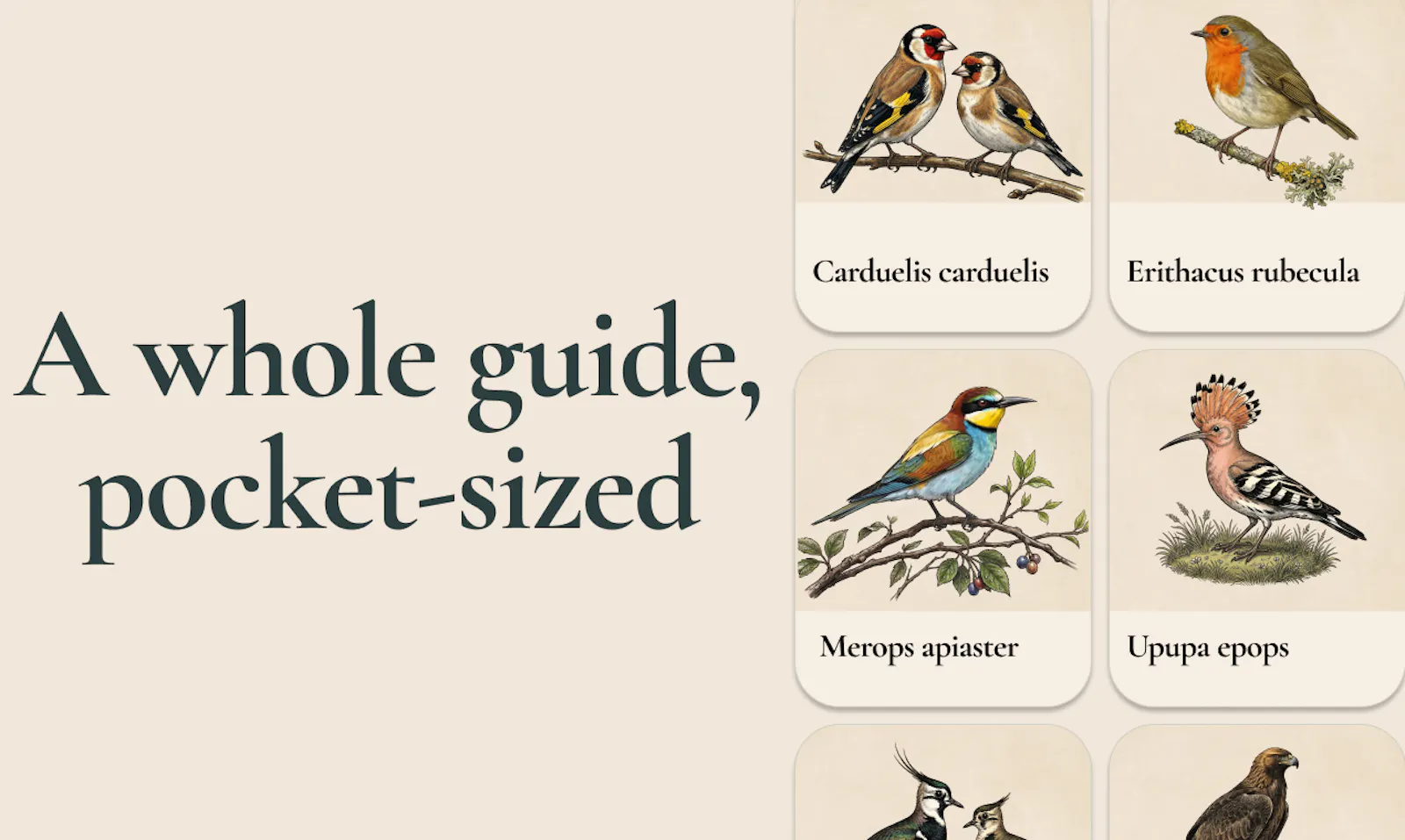 Aves ID - Bird Identifier for Europe screenshot 3
