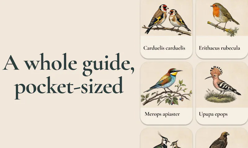 Aves ID - Bird Identifier for Europe screenshot 3