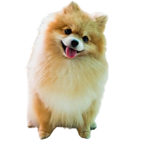 Premium Pet House gallery image