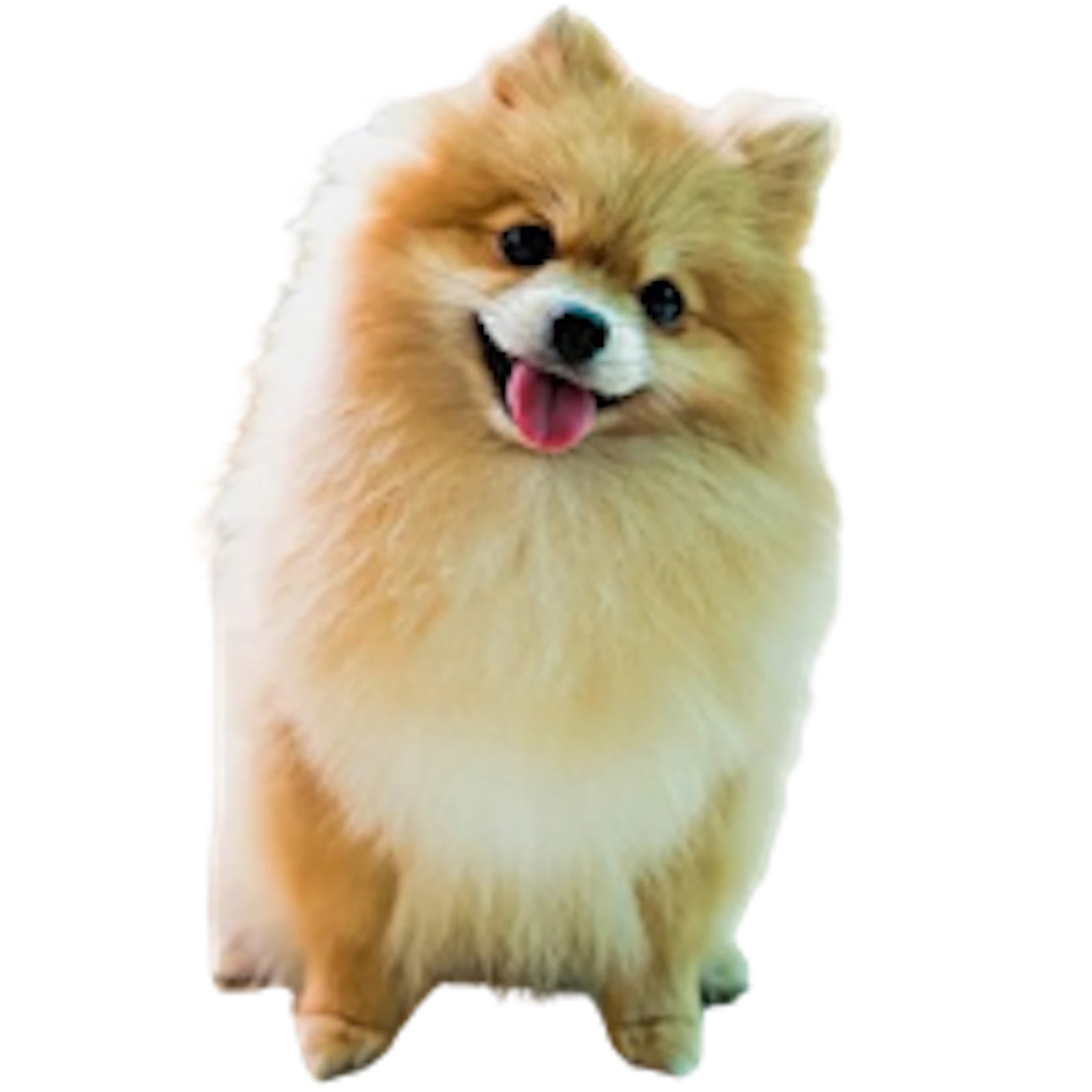 Premium Pet House screenshot 10