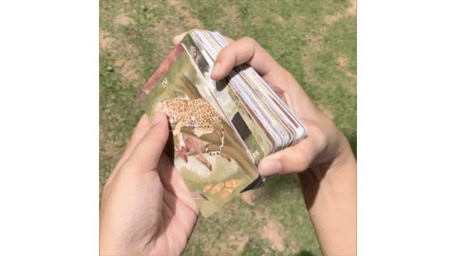 Panthera Tarot의 반환 미디어 15