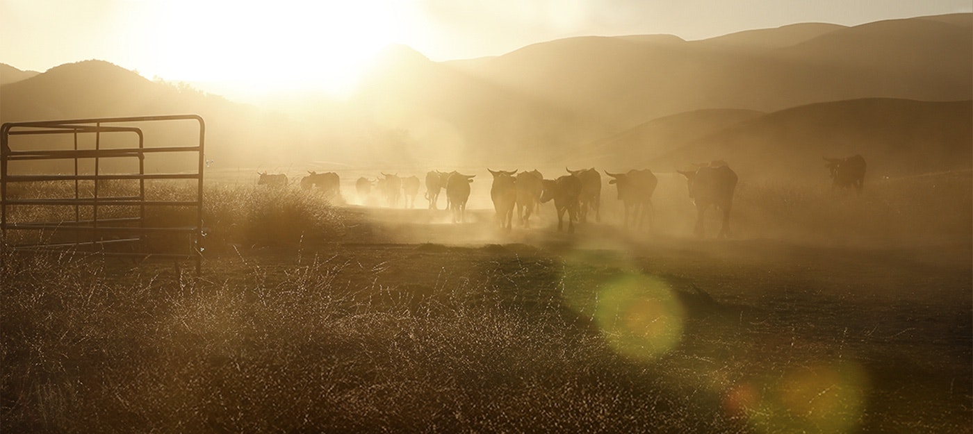 Westworld Bot gallery image