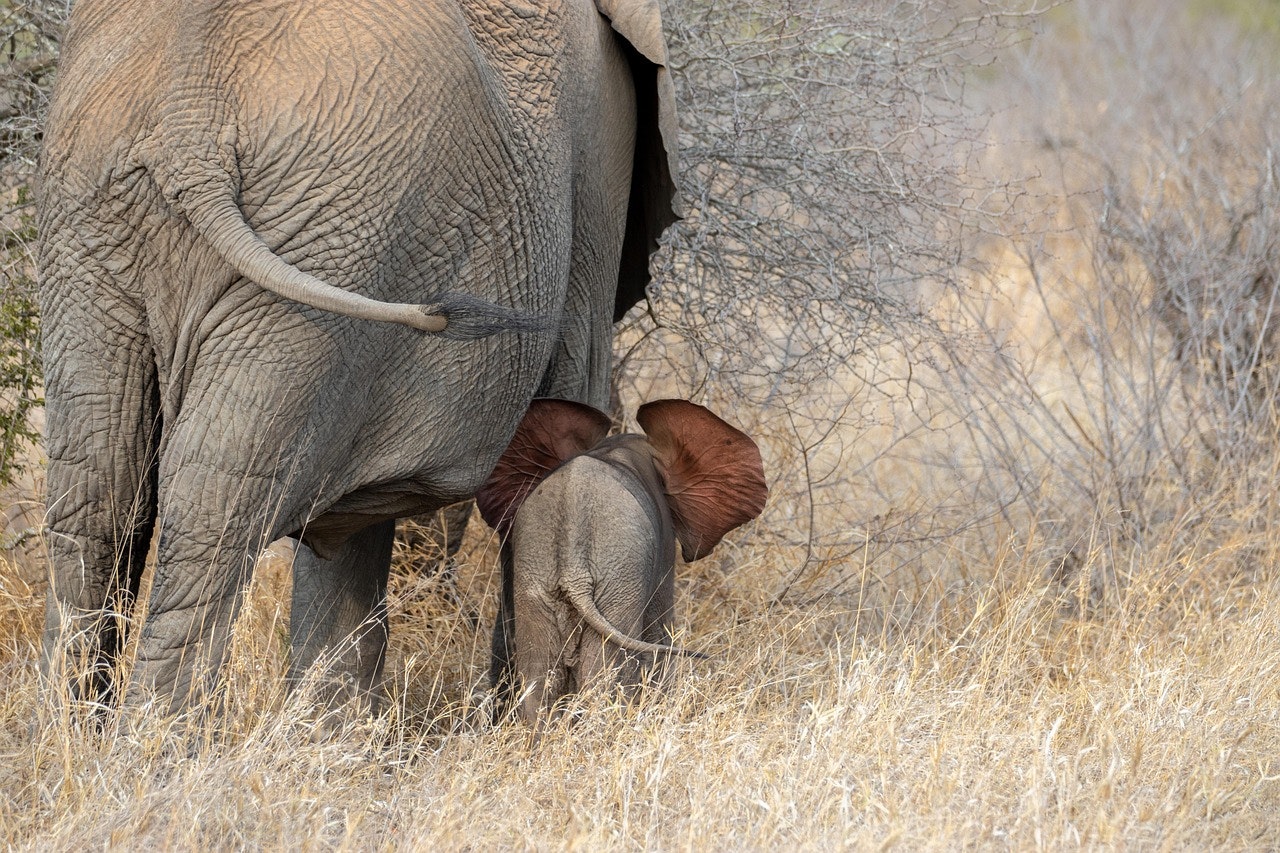Africantrust Safari gallery image