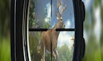Deer Hunting - Sniper Shooting 3D image