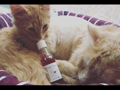 Apollo Peak: Cat & Dog Wine gallery image