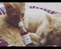 Apollo Peak: Cat & Dog Wine media 2
