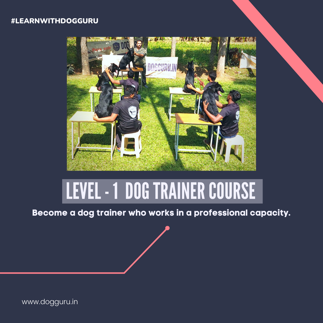 Hondentrainer cursus - niveau 1 media 5