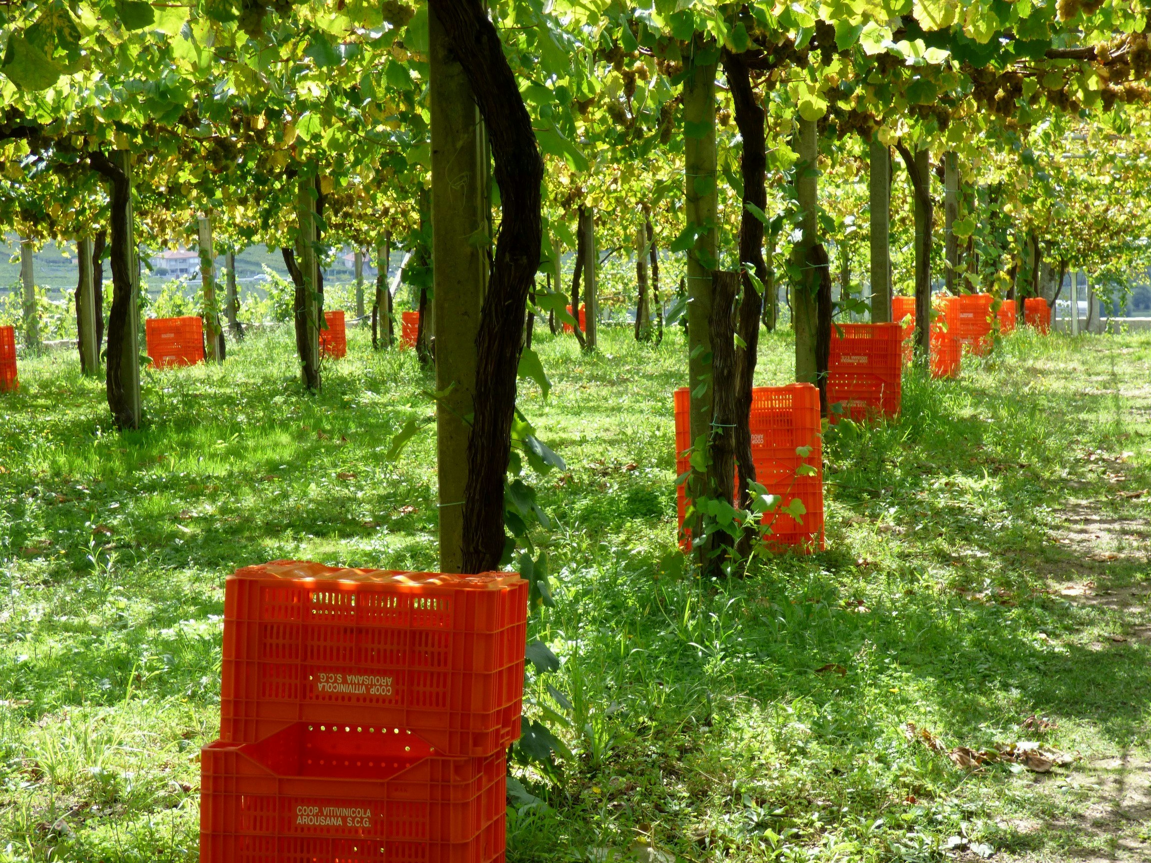 Del Duero Wines gallery image
