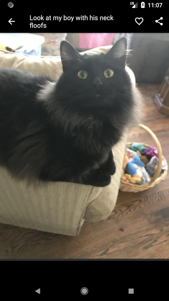 Cute Animals gallery image