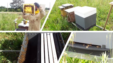 NectarNest gallery image