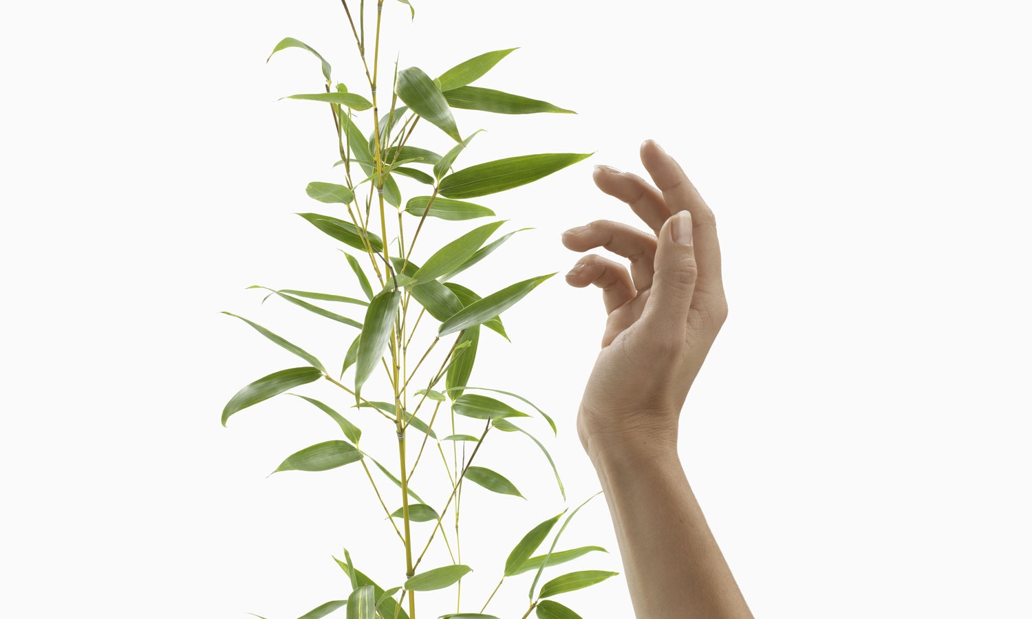 Cosmos gallery image