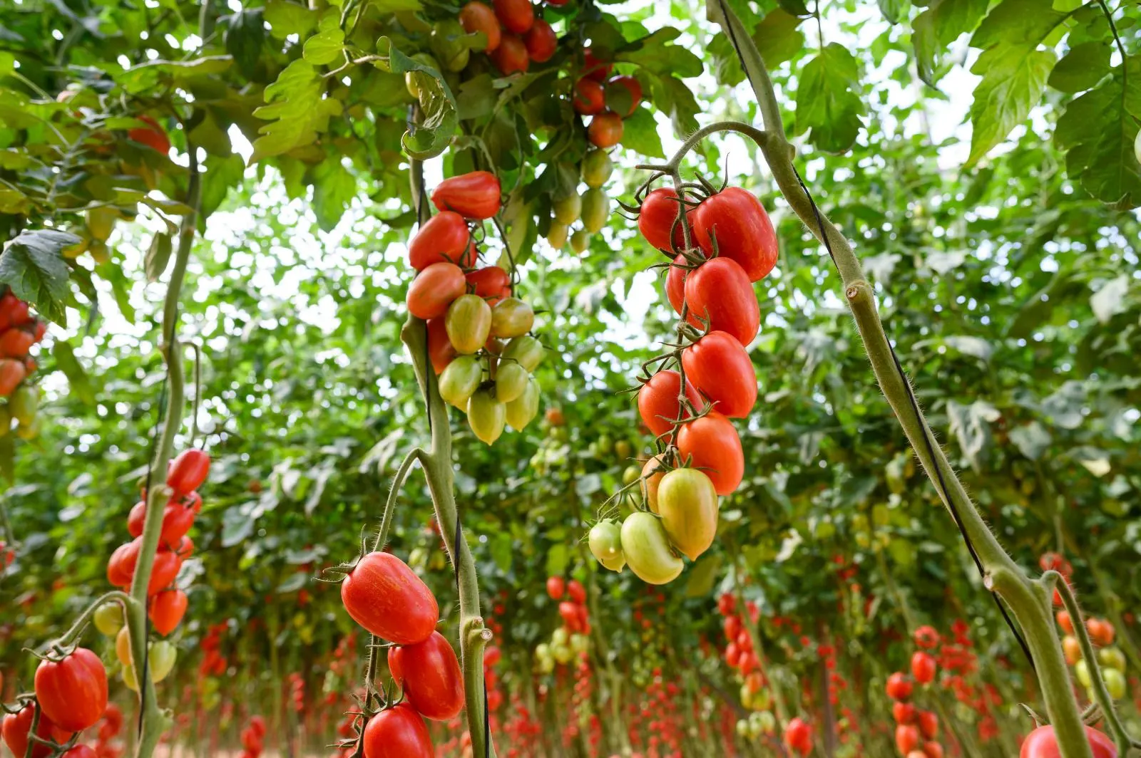 BreedX Specialty Vegetable Seed Breeding gallery image