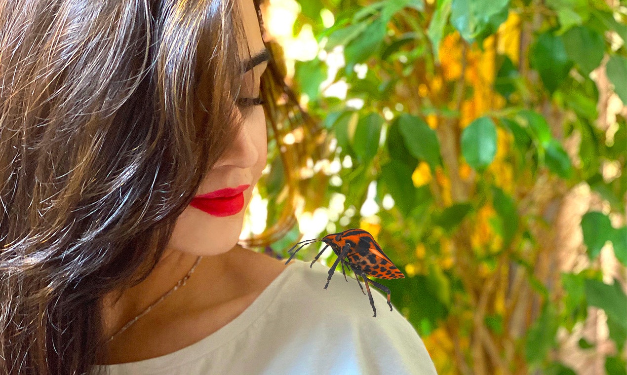 Insecta gallery image