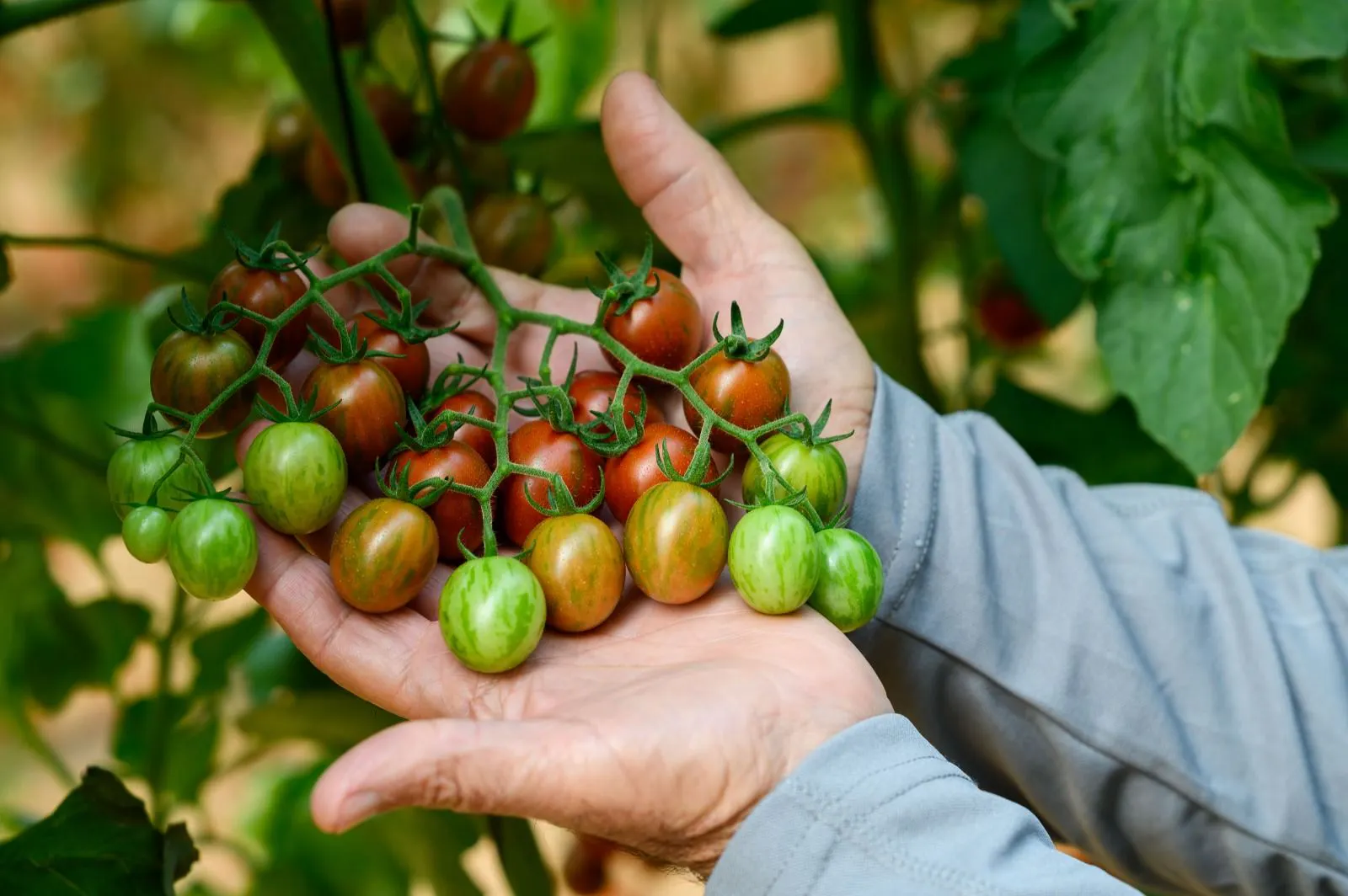 BreedX Specialty Vegetable Seed Breeding gallery image