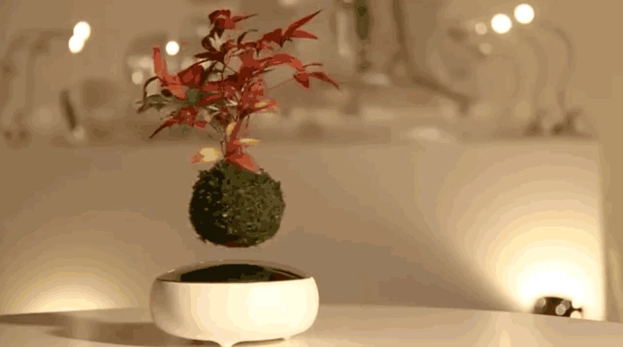 Air Bonsai