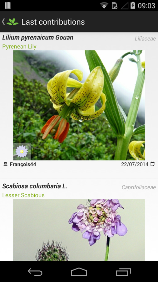 PlantNet gallery image