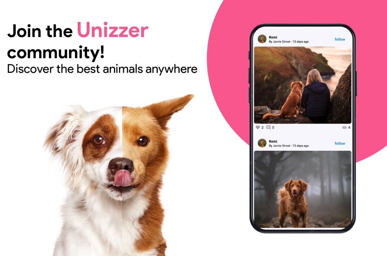 Unizzer media 1