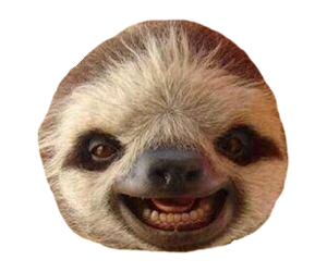 Sloths gallery image