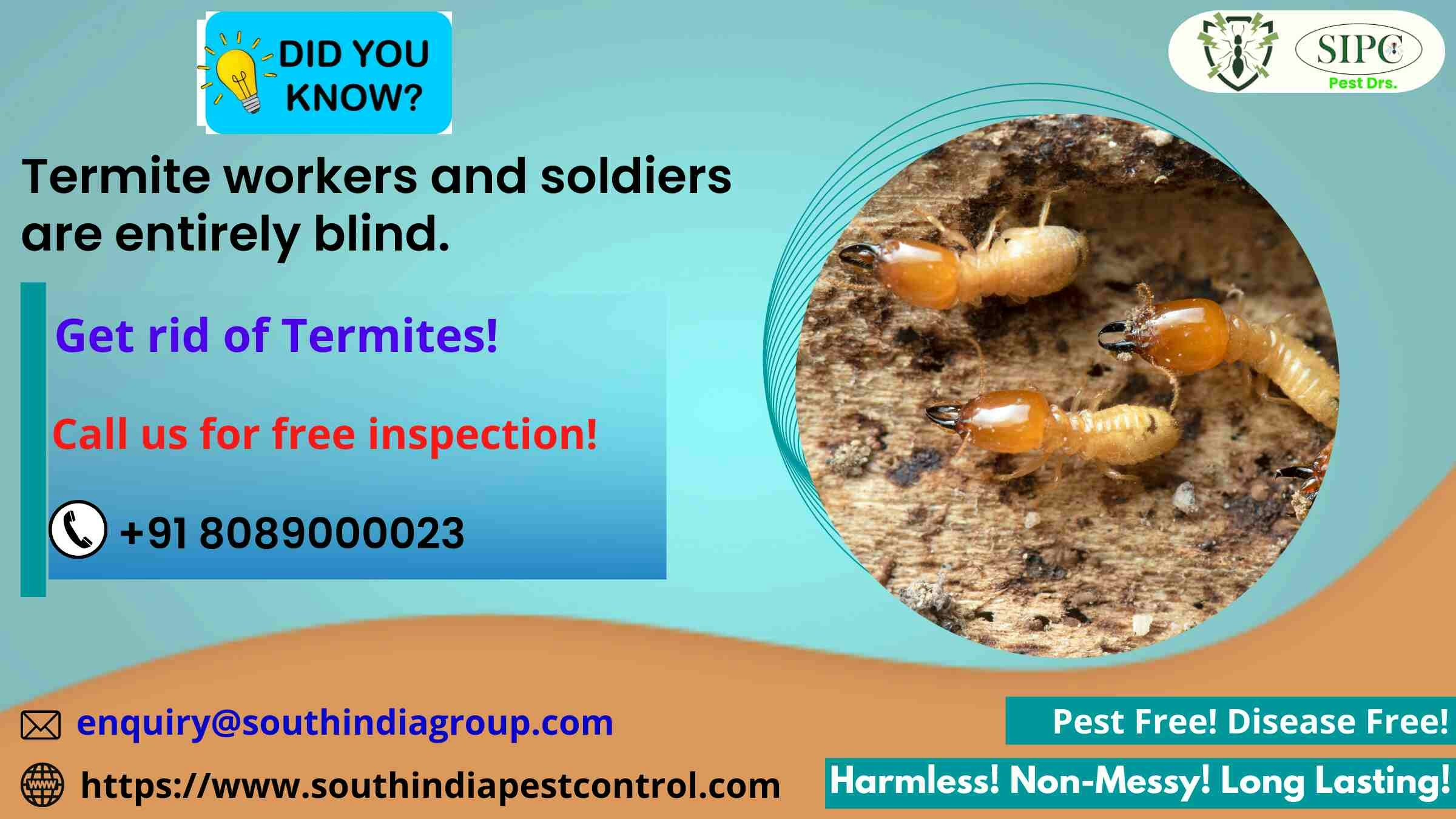 Termite Control Bangalore