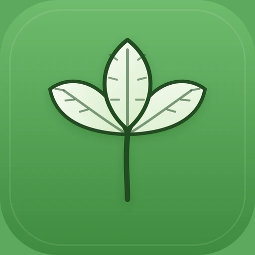 Cilantro
