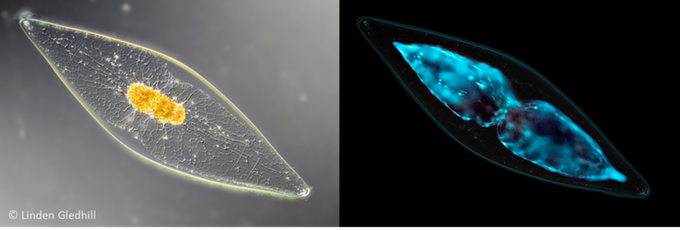 BioGlo gallery image