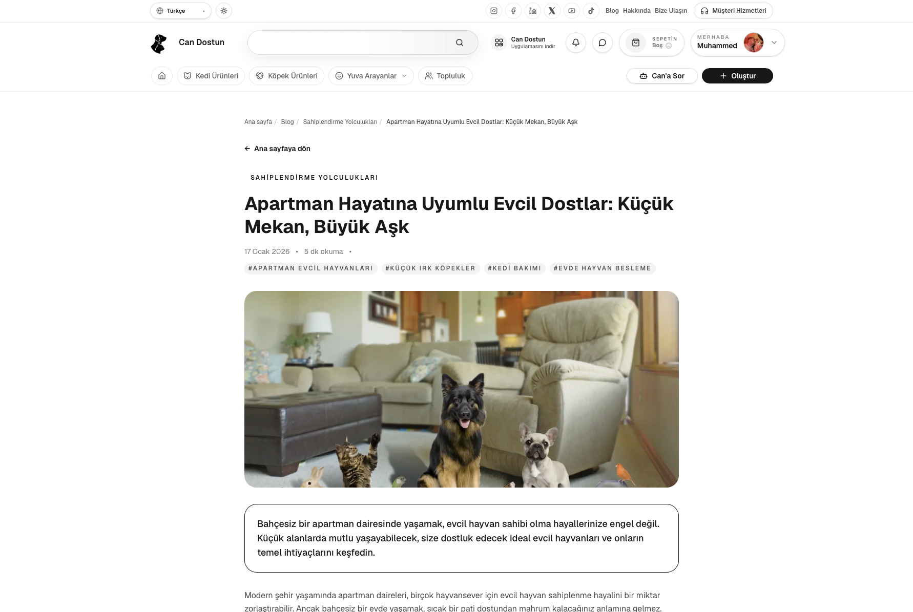 Can Dostun gallery image