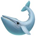 Beluga