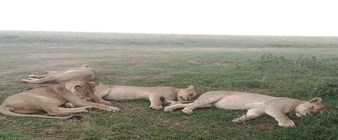 Africantrust Safari gallery image