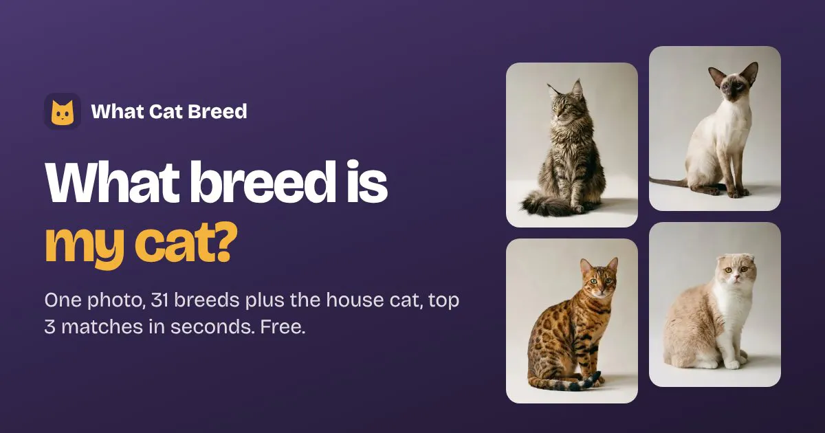 What Cat Breed gallery image