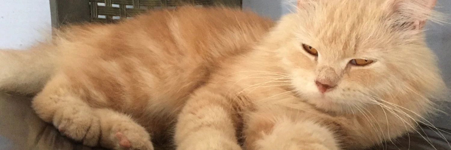 RanjithKumar Matheswaran cover