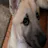 dog zone