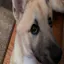 dog zone