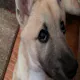 dog zone