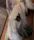 dog zone